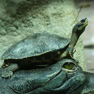 Indian roofed turtle