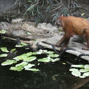 Malaysian giant pond turtle and Sumatran orangutan