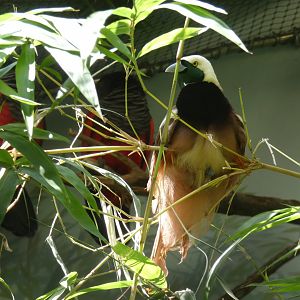 Raggiana bird-of-paradise