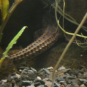 Bornean earless monitor