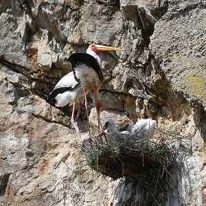 Yellow-billed storks