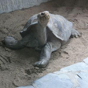Pinzón Island giant tortoise