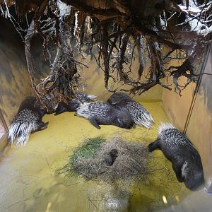 Indian crested porcupine indoor enclosure