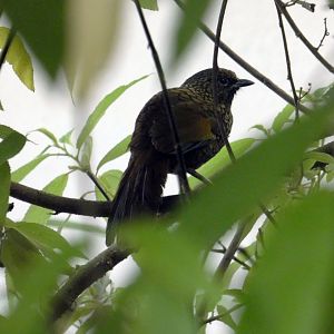 Scaly laughing-thrush