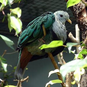 Black-chinned fruit dove