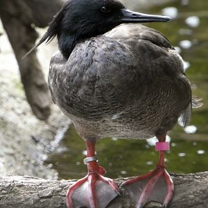 Brazilian merganser