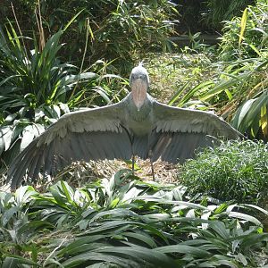 Shoebill