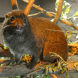 West African tree hyrax