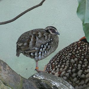 Bar-backed partridge
