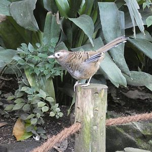 Barred laughing-thrush