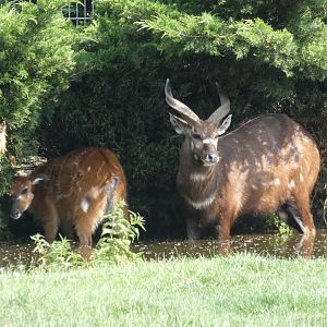 West African sitatunga