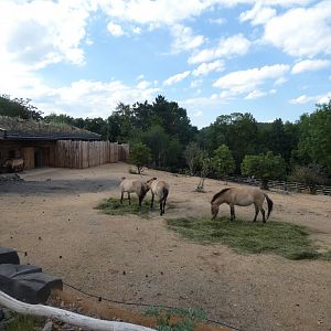 Przewalski's horse enclosure