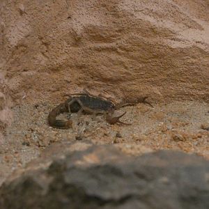 Chinese golden scorpion