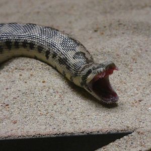Tartar sand boa