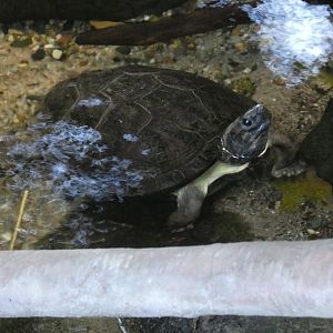 Enigmatic leaf turtle