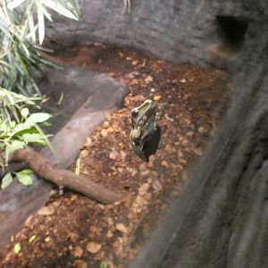 Common tree frog