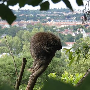 North American tree porcupine