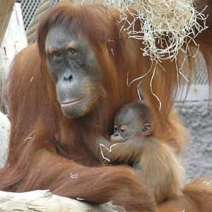 Sumatran orangutans