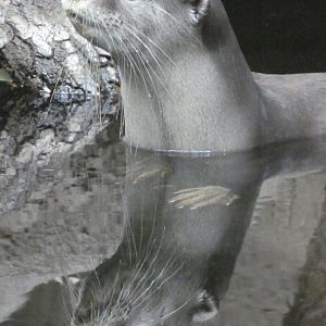 Indochinese smooth-coated otter