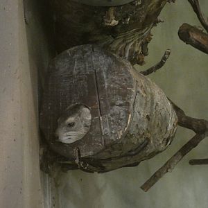 Yellow-spotted rock hyrax