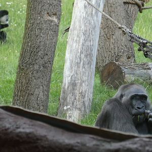 Gorilla and colobus
