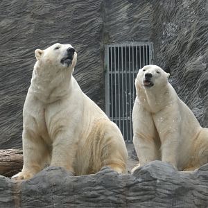 Polar bears