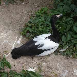 Magpie goose