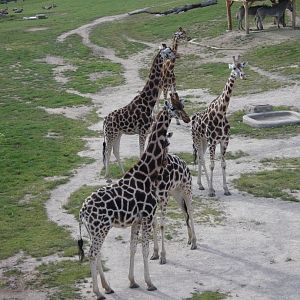 Rothschild's giraffes