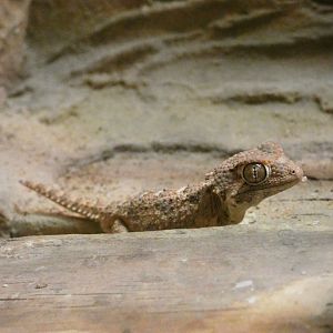 Helmethead gecko