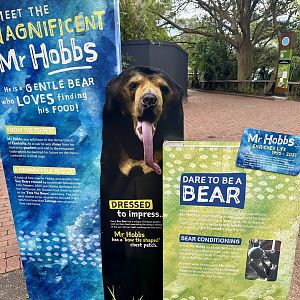 Sun Bear Profile (Mr Hobbs)