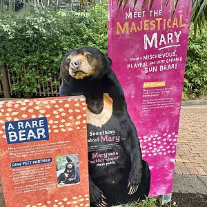 Sun Bear Profile (Mary)