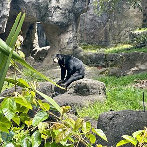 Mary (Sun Bear)