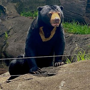 Mary (Sun Bear)