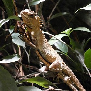 Murphy’s horned dragon