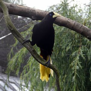 Crested oropendola