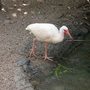 American white ibis