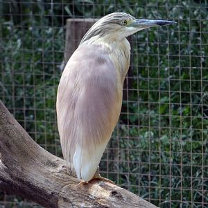 Squacco heron