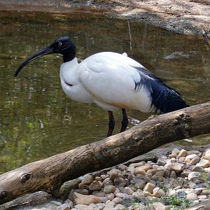 Madagascar sacred ibis