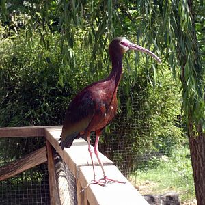 White-faced ibis