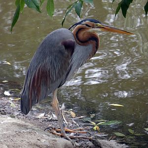 Eastern purple heron