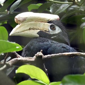 Palawan hornbill