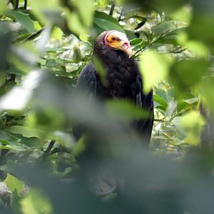Lesser yellow-headed vulture