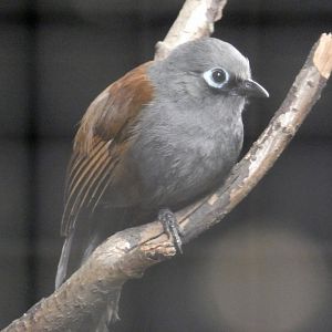 Sunda laughing-thrush