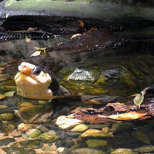 Malayan flat-shelled turtle