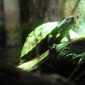 Malayan snail-eating turtle