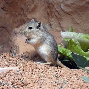 Mongolian gerbil