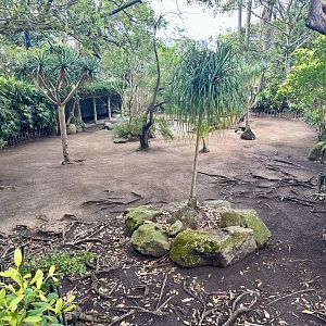 Aldabra Giant Tortoise Exhibit