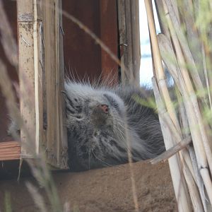 Pallas's cat