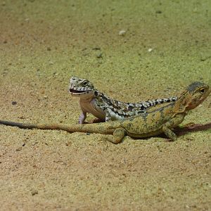 Mongolian sunwatcher and Przewalski’s toad-headed agama