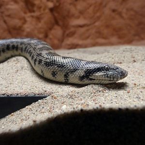 Tartar sand boa